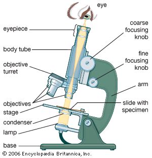 Compound microscope | Britannica