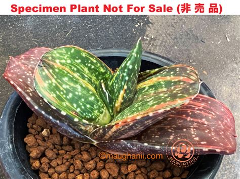 G-15 Gasteria cv 'Space Shuttle' variegate, 20 fresh seeds 2022 : www ...