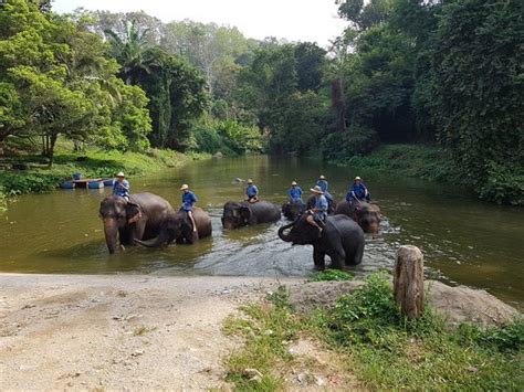 Thai Elephant Conservation Center (Lampang) - 2020 All You Need to Know ...