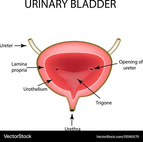 Anatomical structure of the urinary bladder Vector Image