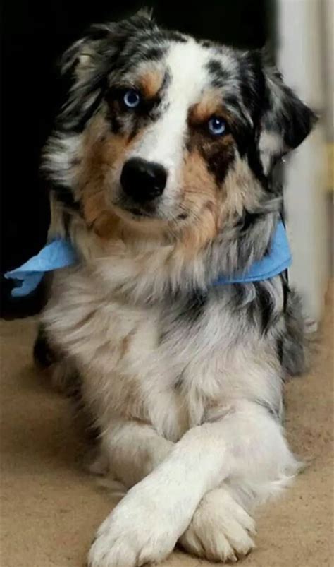 Border Collie And Australian Shepherd (Aussie) Mix - ebknows