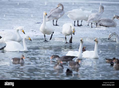 Whooper Swan is the only swan on Iceland Stock Photo - Alamy