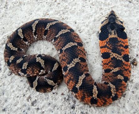 Eastern hognose snake - Wikipedia