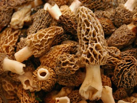 Gourmet lovers on the hunt for Turkey’s prized morel mushrooms | Daily ...