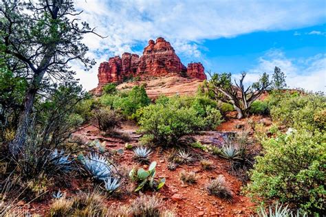 Coconino National Forest