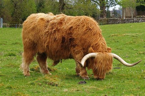 Free Highland Cow Stock Photo - FreeImages.com