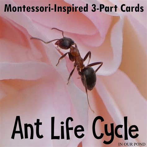 Montessori-Inspired Ant Life Cycle 3-Part Cards - In Our Pond