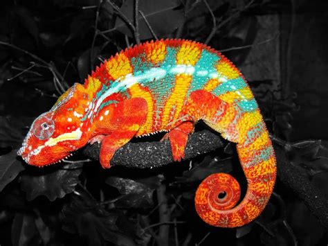 10 Of The Most Colorful Animals In Existence - Page 4 of 5