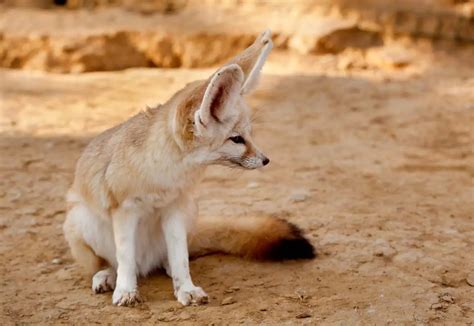 Desert Foxes | Species That Thrive in the Desert - All Things Foxes