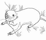 Pocket Gopher coloring Page  Free Printable Coloring Pages sketch template