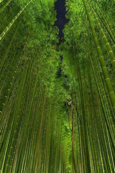 Bamboo forest by night - Arashiyama, Kyoto, Japan. | Landscape, Scenery, Beautiful nature