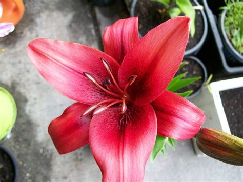 Lilies for the Garden - Garden.org