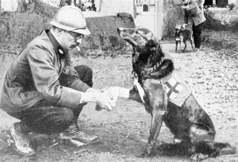 War-Dogs of First World War (WWI, First Great European War) 1914-1918 - Owlcation