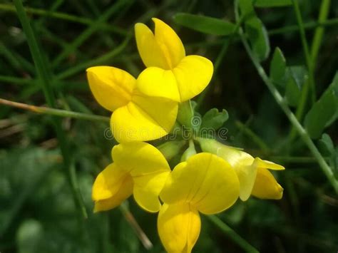 Lotus Corniculatus Flowering Plant Stock Image - Image of plant, wildflower: 230526575