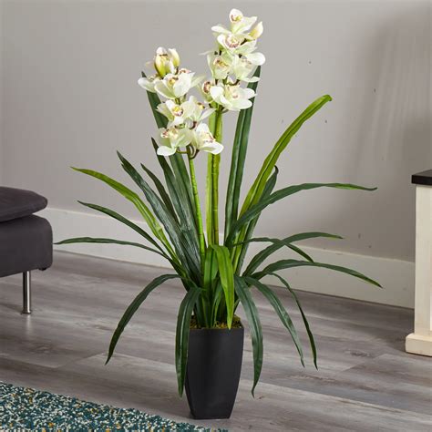 Orchid Cymbidium Plant