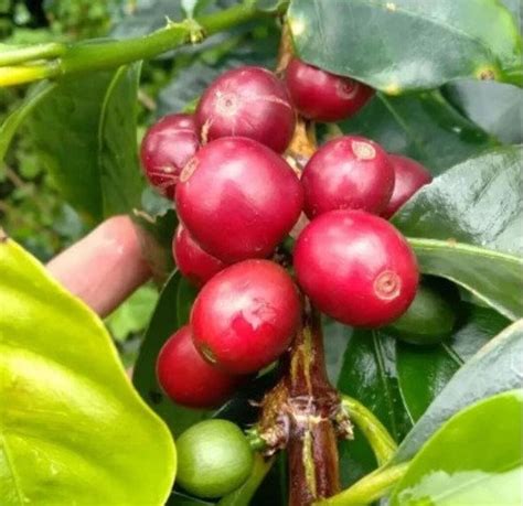 Coffea Robusta Coffee 100 500 Seeds March 20, 2023 Arrived From India - Etsy