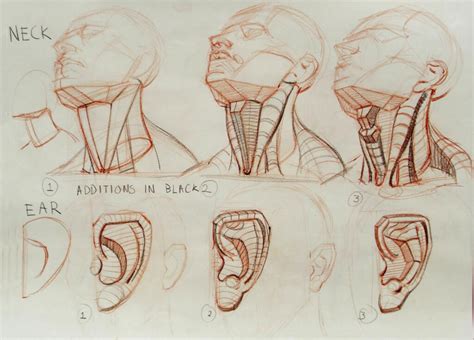 Neck Drawing Reference and Sketches for Artists