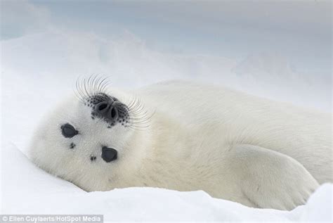 Cute enough to melt the coldest of hearts: Baby seals just days old pictured rolling around in ...