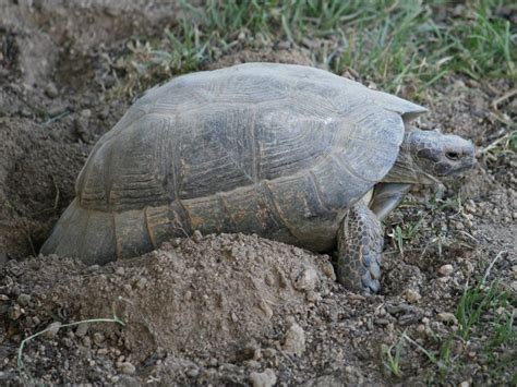 Testudo marginata - photo | Reptarium