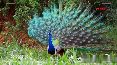 Peacock dance - YouTube