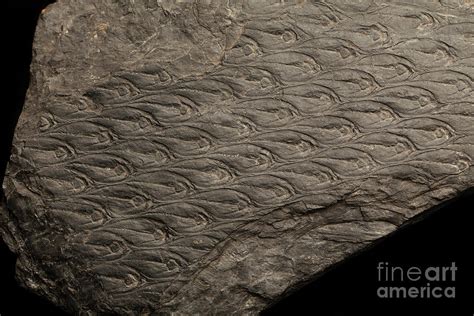 Fossilised Lepidodendron Bark Photograph by Sinclair Stammers/science ...