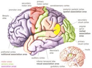 temporal lobe anatomy - Anatomy Info