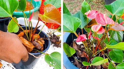 What is the Best Potting Mix for Anthurium ? Anthurium Care Tips | Learn Gardening - YouTube