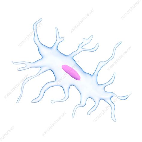 Human Bone Cell Diagram