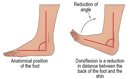 Dorsiflexion - Mammoth Memory definition - remember meaning