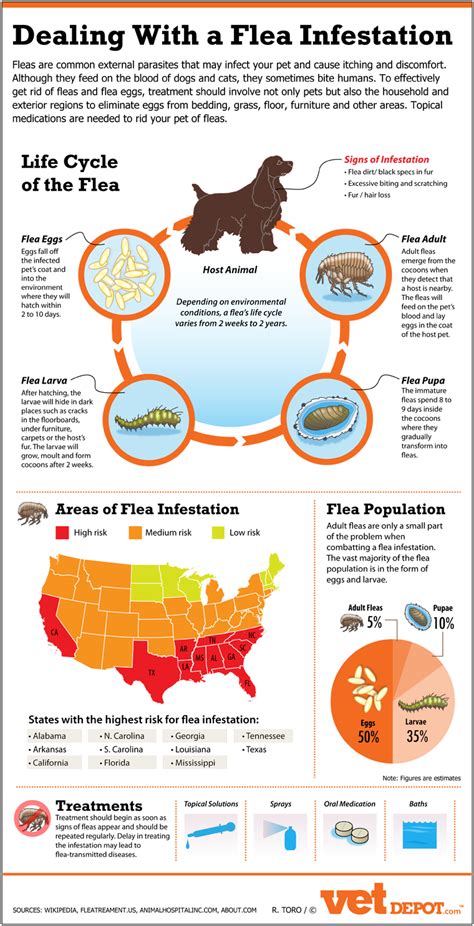 How to deal with a flea infestation (infographic)