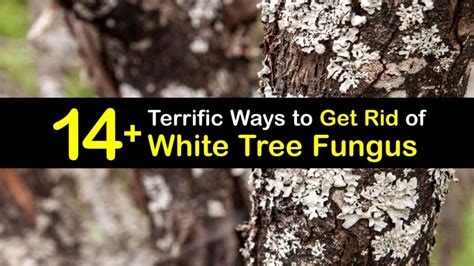 Eliminating Powdery Mildew on Tree Bark - Get Rid of White Tree Fungus