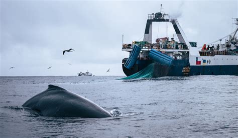 Krill harvesting threatens whale recovery | Stanford Report