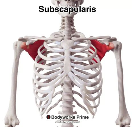 Subscapularis Muscle Anatomy - Bodyworks Prime