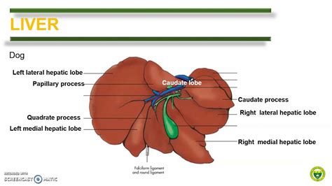 Comparative Anatomy (Digestive System part 4) - YouTube