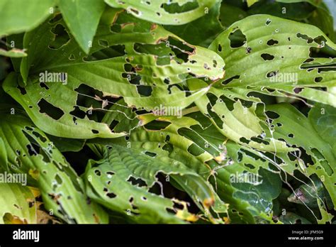 Hosta leaves damaged by snails or slugs, garden pests Stock Photo - Alamy