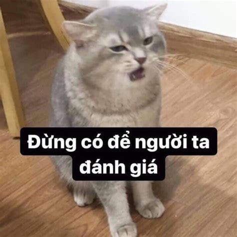 Meme mèo đánh giá - Kỷ Nguyên Làm Đẹp