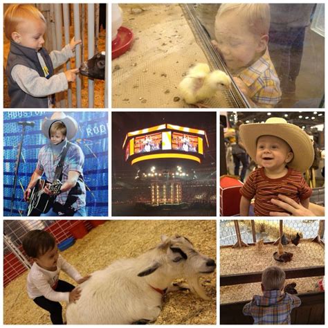 Houston Livestock Show and Rodeo - Everything You Need to Know | Houston livestock show, Showing ...