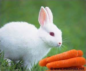 Carrots Not Good For Rabbits, Says RSPCA