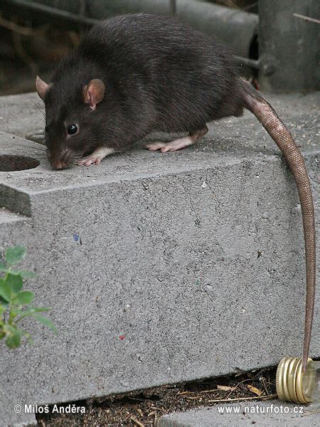 Black rat Photos, Black rat Images, Nature Wildlife Pictures | NaturePhoto