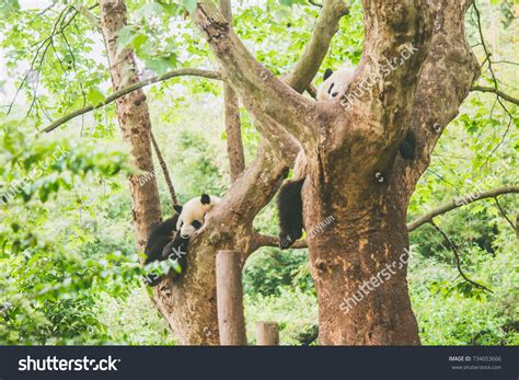 Baby Giant Panda Sleeping On Tree Stock Photo 734053666 | Shutterstock