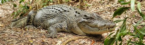 Hartley’s Crocodile Adventures Afternoon Tours from Cairns Tours