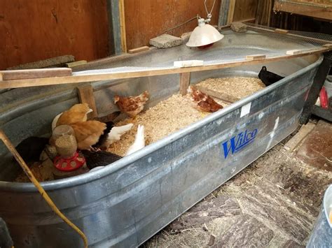 Setting Up a Chick Brooder | Raising Chicks | A Farm Girl in the Making