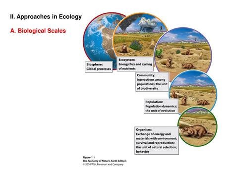 PPT - BIO 340: ECOLOGY I. What is Ecology? PowerPoint Presentation, free download - ID:6313431