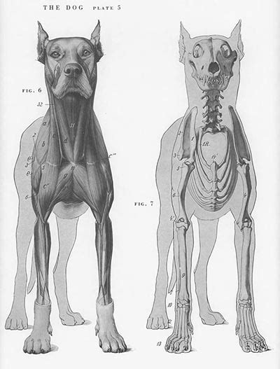 Atlas of Animal Anatomy - Reprint of the American Museum of Natural ...