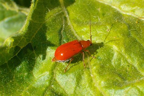 Red pumpkin beetle | Project Noah