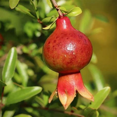 Wonderful Pomegranate Tree | ubicaciondepersonas.cdmx.gob.mx