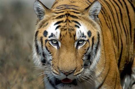 Khabarkini: Harimau Bengal Semakin Berani