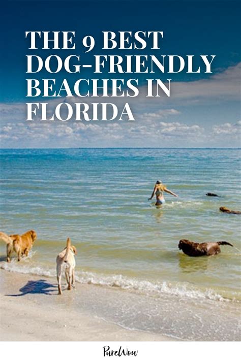 Dog Friendly Beaches In Florida