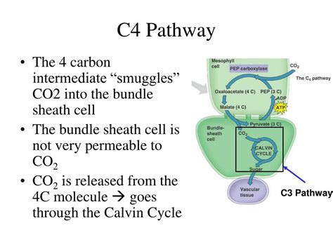 PPT - C4 Photosynthesis PowerPoint Presentation, free download - ID:3107488