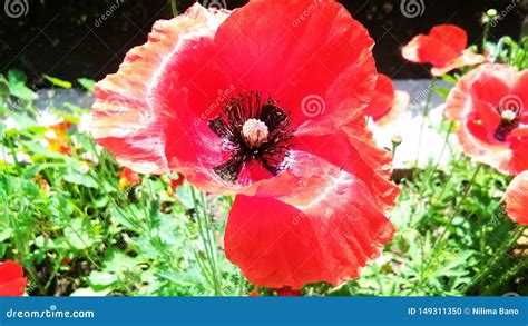 Beautiful Red Opium or Poppy or Papaver Somniferum or Afeem Stock Photo ...